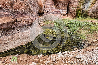 A small marshy lake at the side of a shallow stream on the Wadi Numeira hiking trail in Jordan Stock Photo