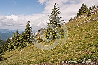 Small meadow with isolated trees and limestone rocks near Velky Choc hill Stock Photo