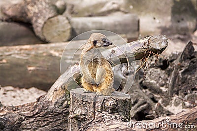 Small meerkat guard Stock Photo