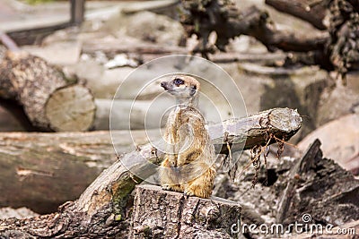 Small meerkat guard Stock Photo