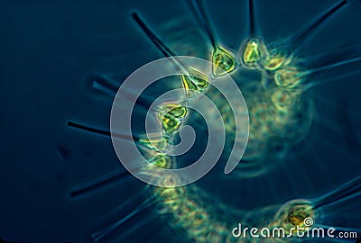 Small but mighty phytoplankton are the laborers of the ocean, they serve as the base of the food web Stock Photo