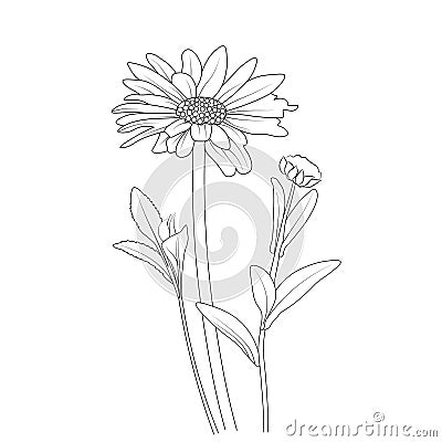 small minimalist daisy tattoo, pencil daisy drawing, outline Leucanthemum flower drawing, Oxeye Daisy line drawing, Vector Illustration