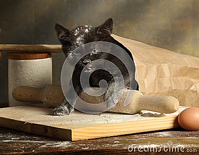 Small mischievous black kitten got into a bag of flour Stock Photo
