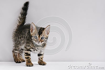 A small mischievous kitten carefully looks at the lens. A striped baby of the Bengal breed. Postcard. Stock Photo
