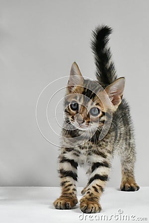 A small mischievous kitten carefully looks at the lens. A striped baby of the Bengal breed. Postcard. Stock Photo