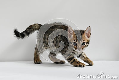 A small mischievous kitten carefully looks at the lens. A striped baby of the Bengal breed. Postcard. Stock Photo