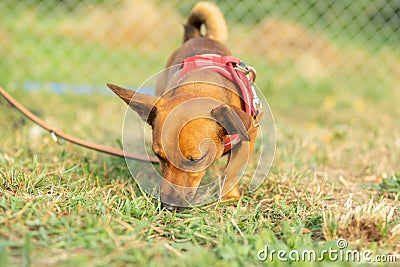 Small mixed breed dog on a green meadow. Age almost 2 years. Dog school, veterinarian and pet concept Stock Photo