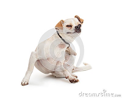 Small Breed Dog Scratching Itchy Skin Stock Photo