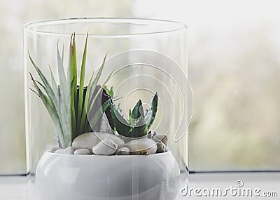 Small modern tabletop glass open terrarium for plants on window sill in natural light. Stock Photo