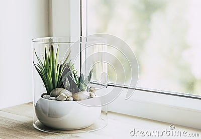 Small modern tabletop glass open terrarium for plants on window sill in natural light. Stock Photo