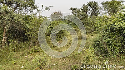 A small mongoose is sitting on its hind legs in a forest clearing in the jungle. Stock Photo