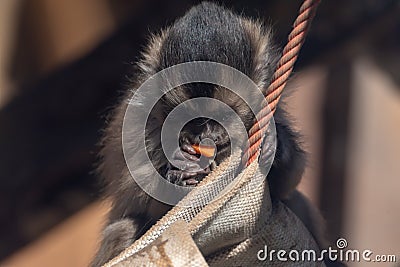 Small monkey eating fruit on a hammock tropic view travel destinations cute little fluffy animal wildlife Stock Photo