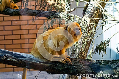 A small monkey golden lion tamarin Stock Photo