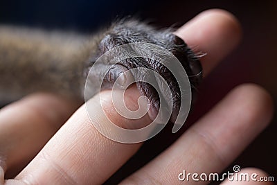 A small monkey hand holding a human finger. Animal welfare and protection Stock Photo