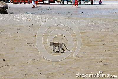Small Monkey swimming seaside Stock Photo
