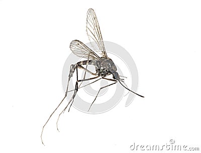 Small mosquito isolated on white Stock Photo