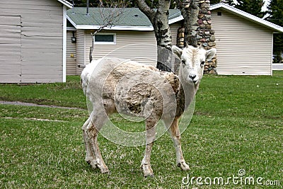 Small Mountain Sheep Stock Photo