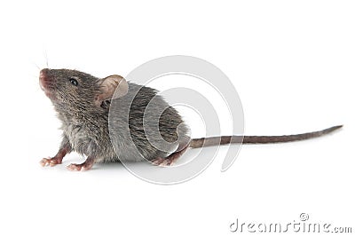 Small mouse Stock Photo