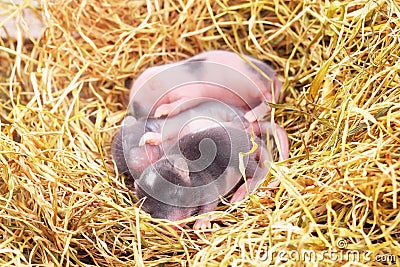 Small mouse babies in nest Stock Photo