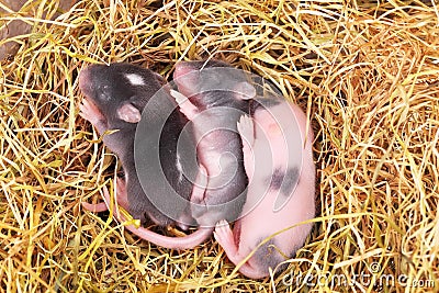 Small mouse babies in nest Stock Photo