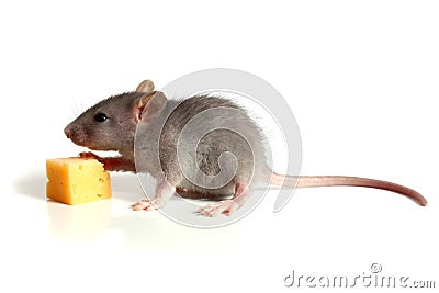 Small mouse and cheese Stock Photo