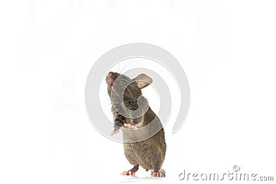 Small mouse isolated on a white Stock Photo