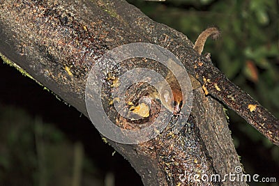 Small mouse lemur Stock Photo