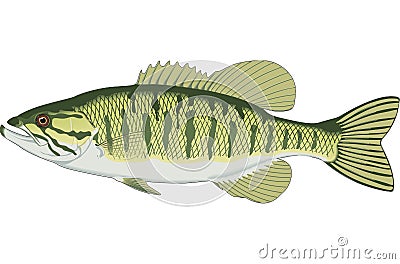 Small Mouth Bass Illustration Vector Illustration