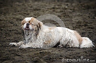 Small Muddy Dog on Beach Stock Photo