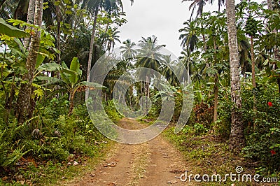 Small muddy road going through a dense tropical forest Stock Photo