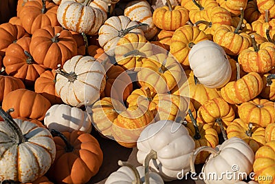 Small Multi Colored pumpkins in a pile. Good for a background autumn scene. Stock Photo