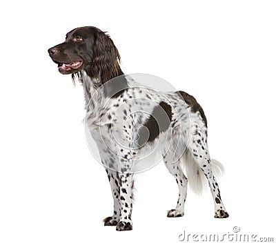 Small Munsterlander dog against white background Stock Photo