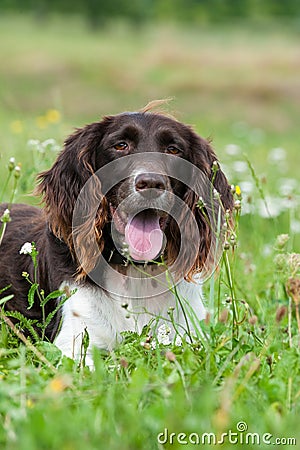 Small munsterlander dog Stock Photo