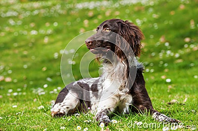 Small munsterlander dog Stock Photo