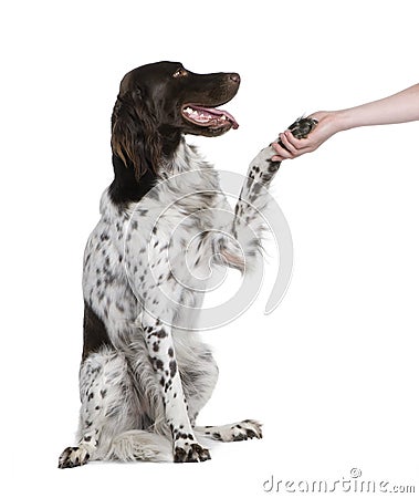 Small Munsterlander dog shaking hand Stock Photo