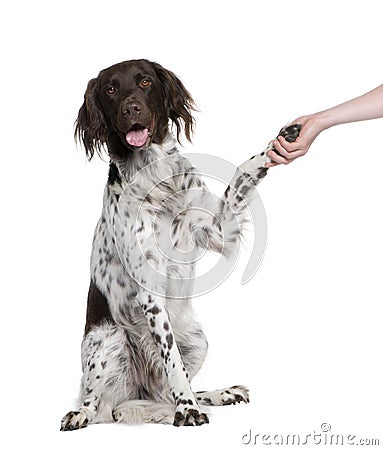 Small Munsterlander dog shaking hands with person Stock Photo
