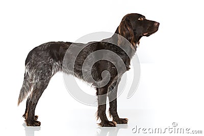 Small munsterlander dog on white background Stock Photo