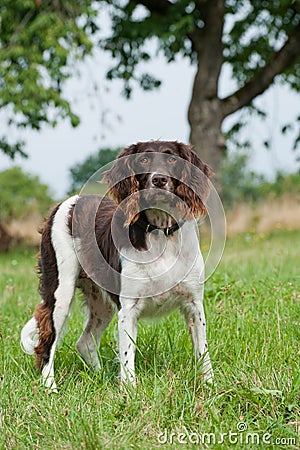 Small munsterlander dog Stock Photo