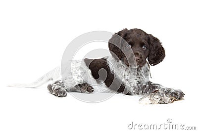 Small Munsterlander Puppy Stock Photo