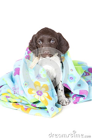 Small Munsterlander puppy with blanket Stock Photo
