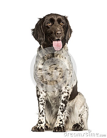 Small Munsterlander sitting against white background Stock Photo