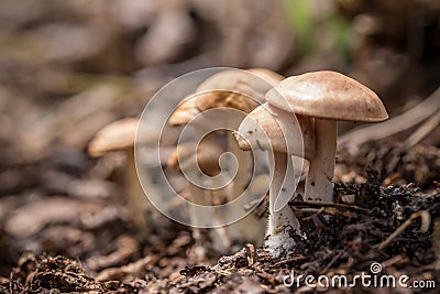 Small mushroom Stock Photo