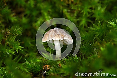 Small mushroom in the forest Stock Photo