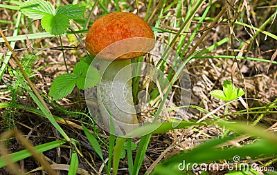 Small mushroom orange-cap boletus Stock Photo