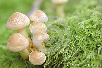 Small Mushroom Toadstools (Armillaria tabescens). Stock Photo