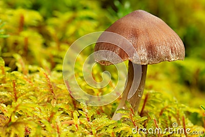 Small mushroom, Yoho National Park, Canada Stock Photo