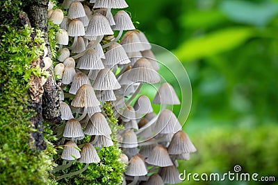 Small mushrooms Coprinellus disseminatus in green moss Stock Photo