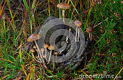 Small mushrooms, Dung-loving psilocybe, on cow manure Stock Photo