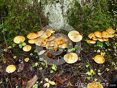 Small mushrooms, Sulphur tuft, latin name is Hypholoma fasciculare. Autumn in wood. A still-life. Stock Photo