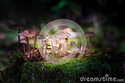 small mushrooms on thin legs hallucinogens grow on a stump Stock Photo